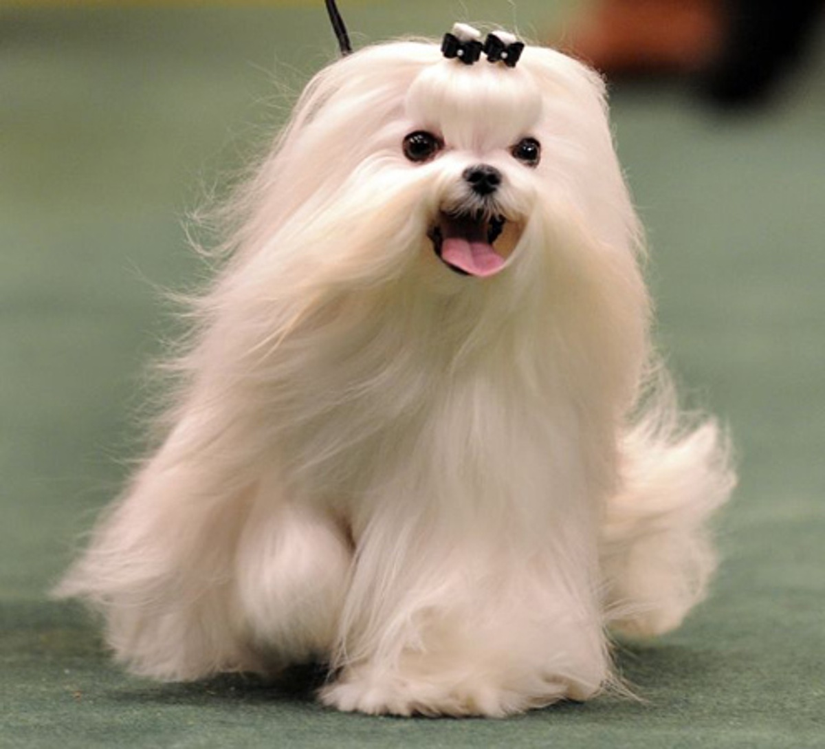 21 Cute Pet Dogs With Trendy Hairstyles Dog Fashion
