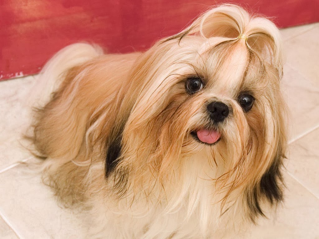 21 Cute Pet Dogs With Trendy Hairstyles Dog Fashion
