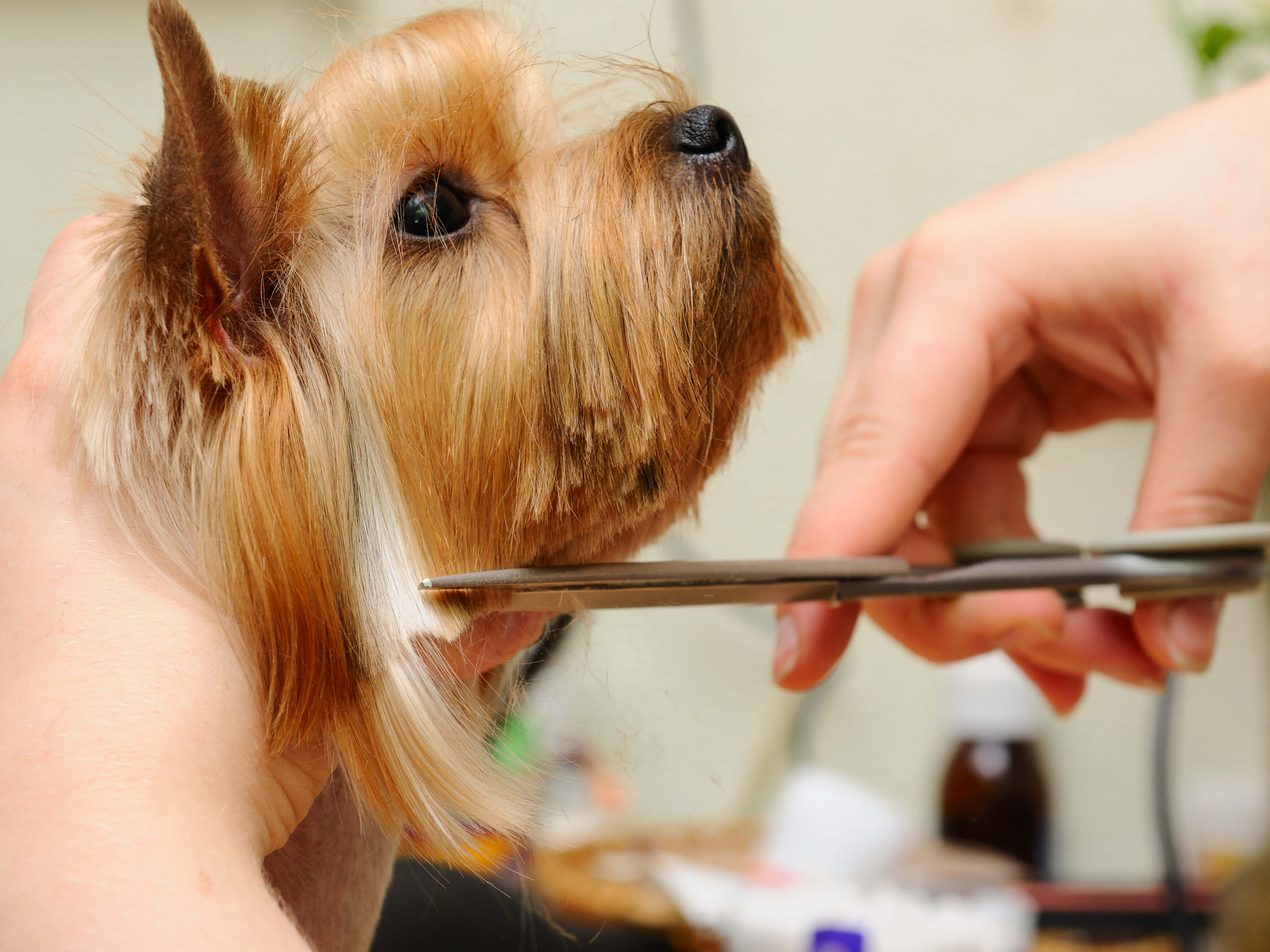Top Dog Groom of all time Learn more here 