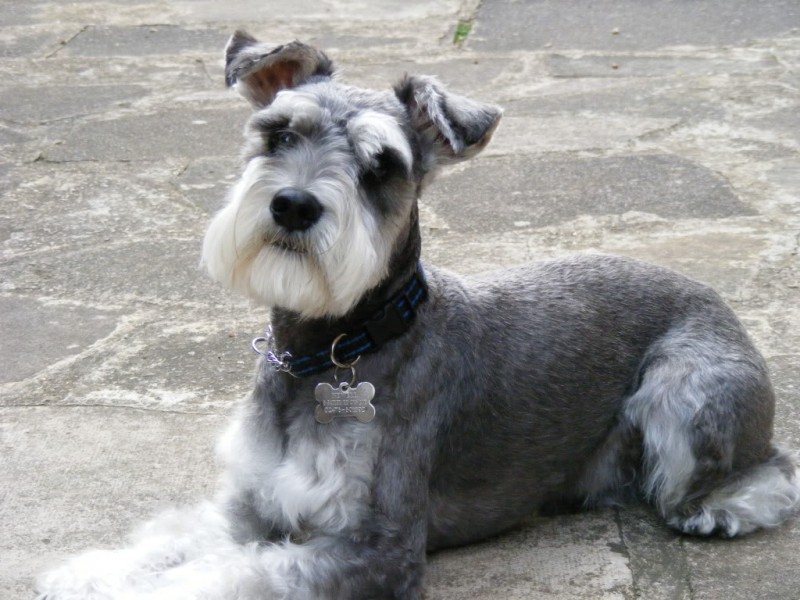 Miniature Schnauzer dog information,Pictures DogExpress
