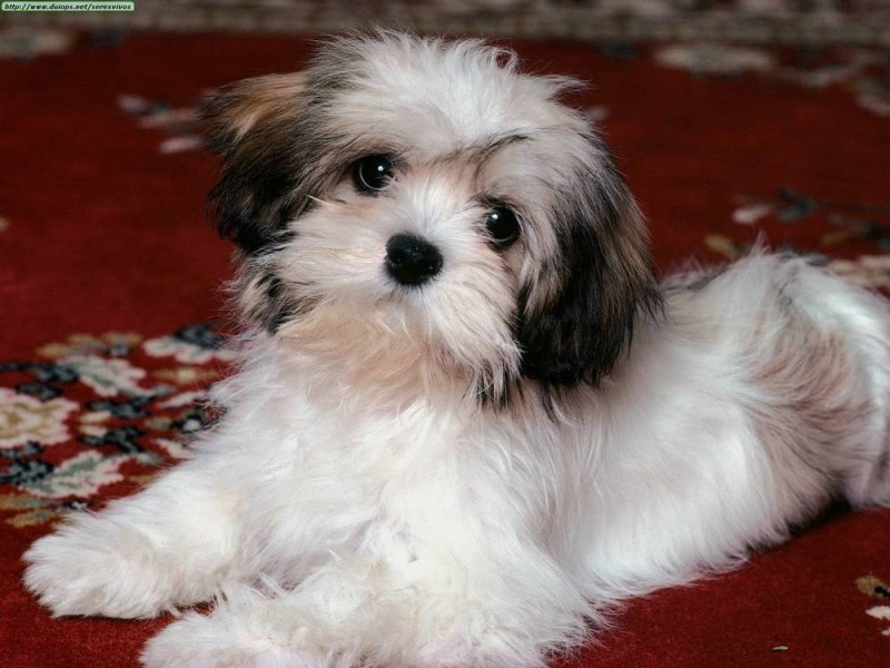 99+ Lhasa Apso Dog Breed Price In India l2sanpiero