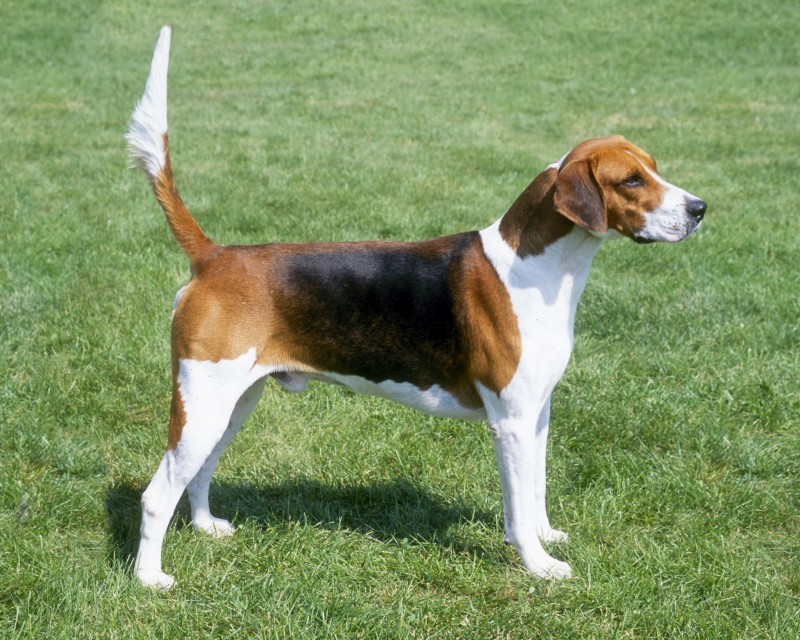 English Foxhound Dog Information, Photos DogExpress