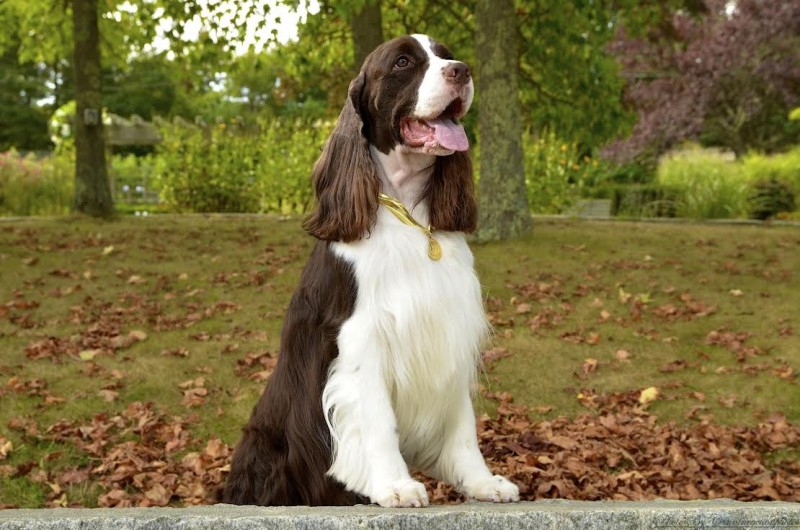 English Springer Spaniel | DogExpress