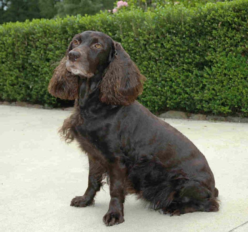 Boykin Spaniel DogExpress