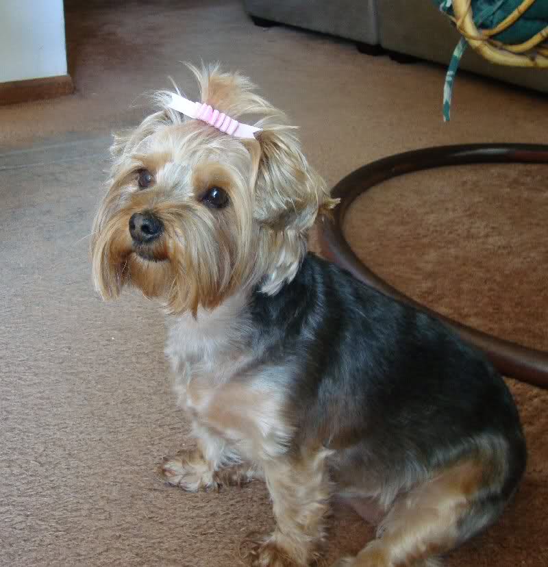 21 Cute Pet Dogs With Trendy Hairstyles  Dog Fashion 