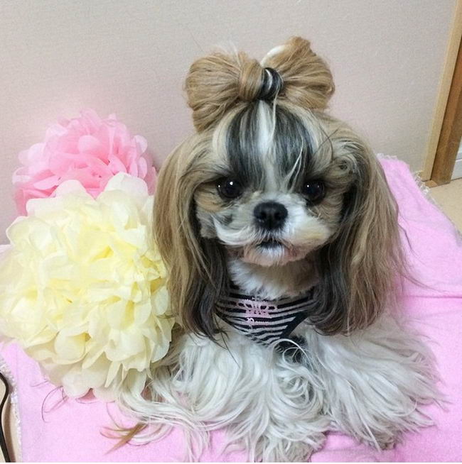 21 Cute Pet Dogs With Trendy Hairstyles  Dog Fashion 