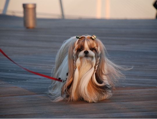 21 Cute Pet Dogs With Trendy Hairstyles  Dog Fashion 