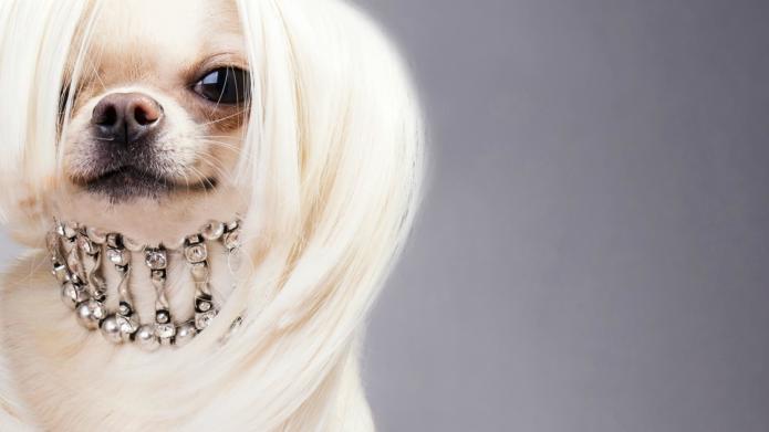 21 Cute Pet Dogs With Trendy Hairstyles  Dog Fashion 