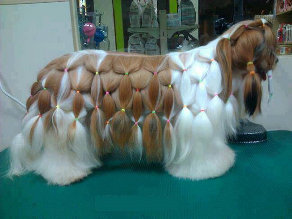 Dog hair style 3