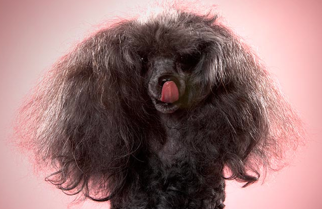 21 Cute Pet Dogs With Trendy Hairstyles  Dog Fashion 