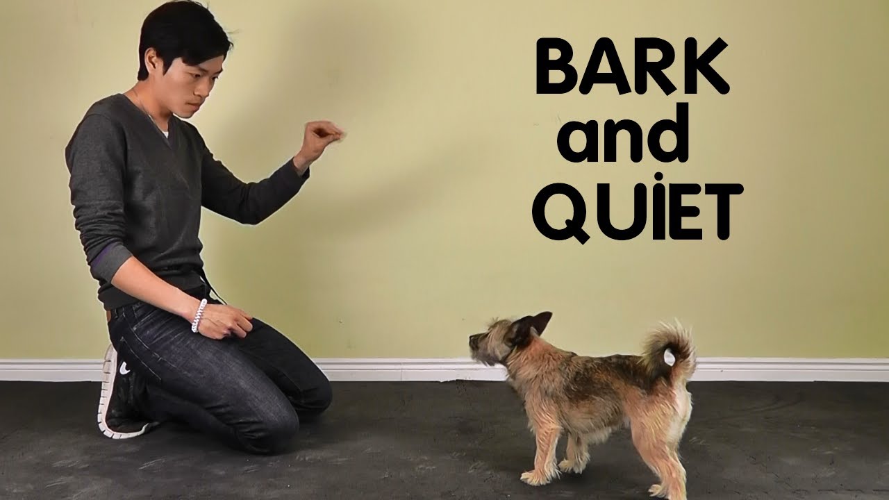 what to do if dog barks at you