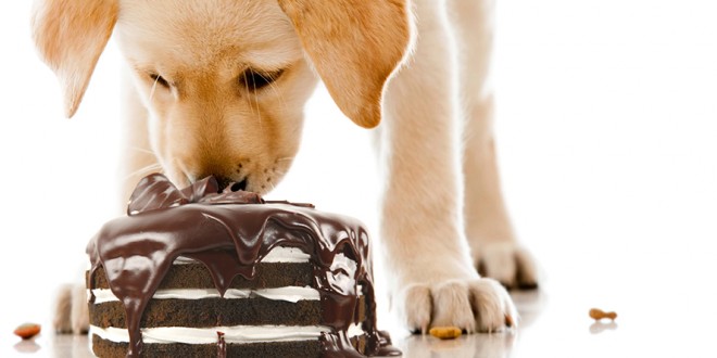 Foods That You Cannot Share With Your Pet Dog