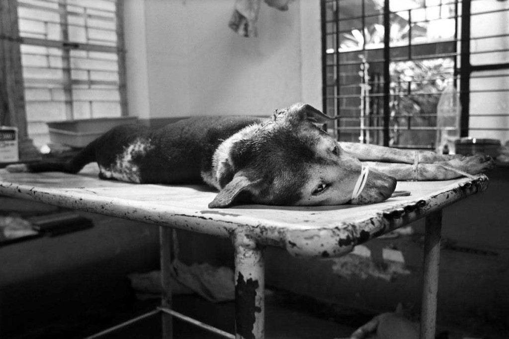 A patient lying on the operation table at Mr. Sandip Karan house for the treatment. Mr.Sandip Karan is a self-taught vet who learned his lessons while assisting veterinary surgeons for years. He has, till date, treated around 1000 street dogs in his own locality and the quite vast adjoining areas.