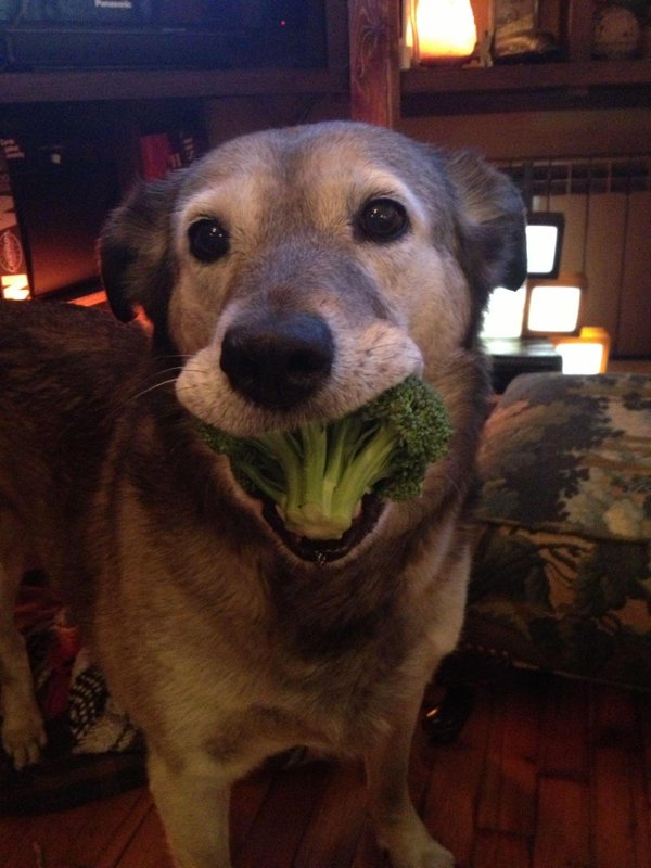 Dog-eating-broccoli