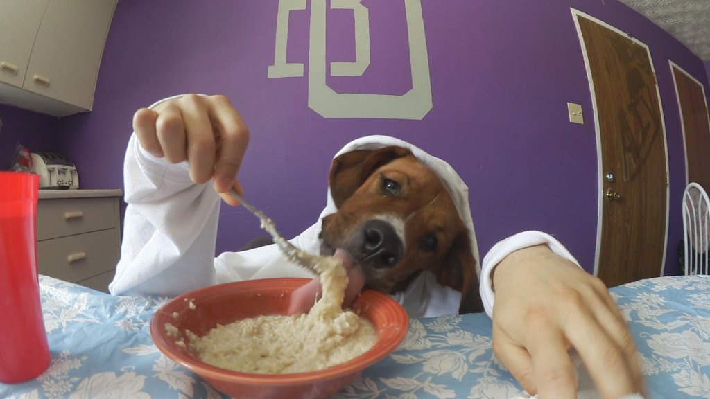 Dog eating oatmeal