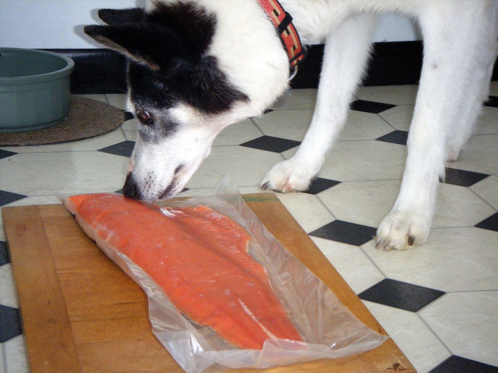 Dog-eating-salmon