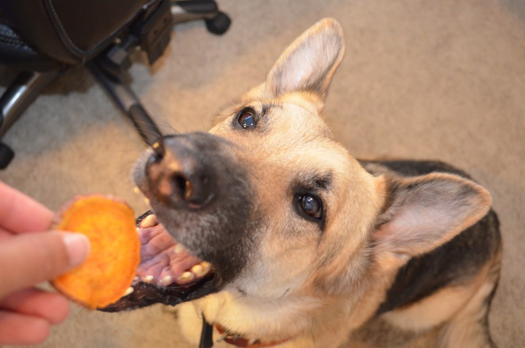 Dog-eating-sweet-potato