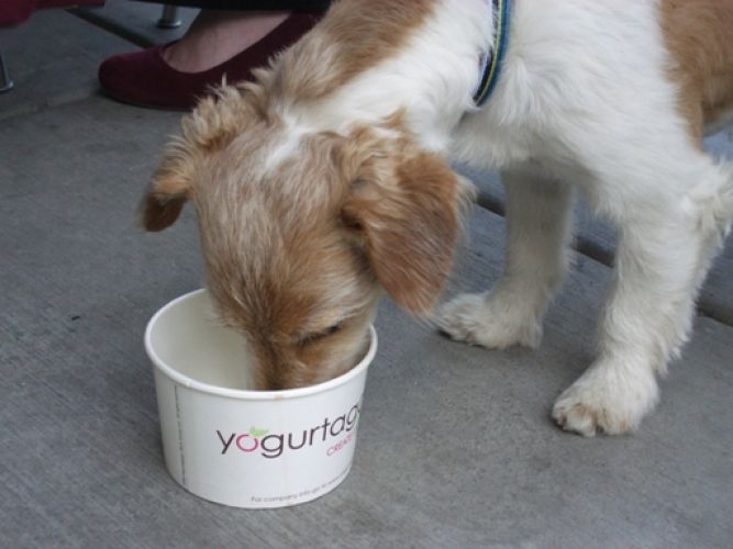 Dog-eating-yogurt