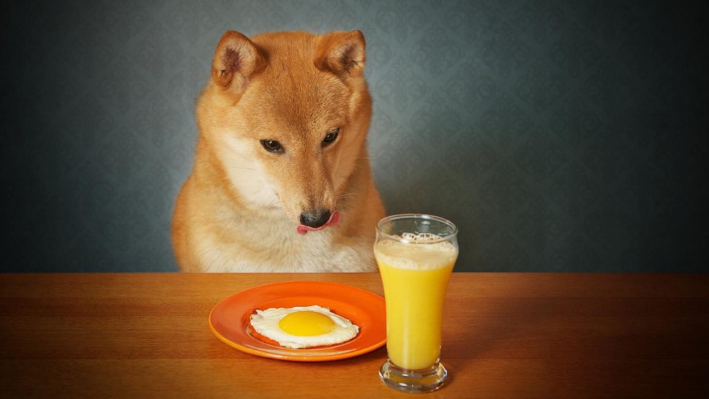dog-eating-Eggs