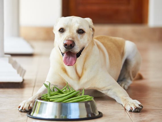 dog-eating-green-beans