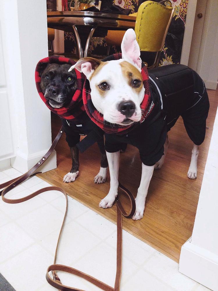 Dog winter clothes