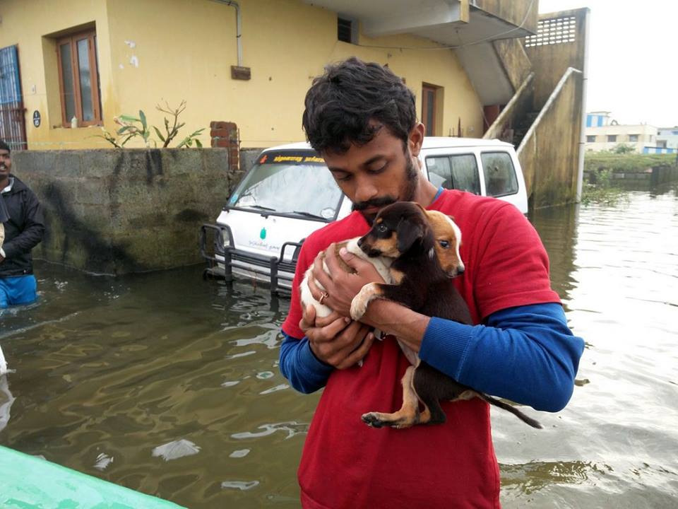 Chennai Floods Rescue | Effort That Counts | DogExpress