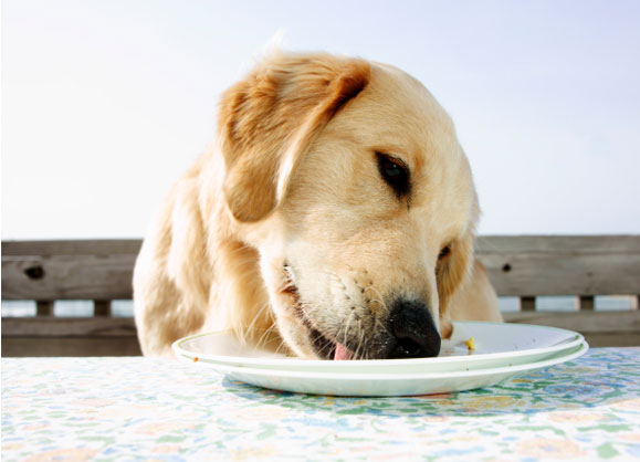 calcium rich food for dogs