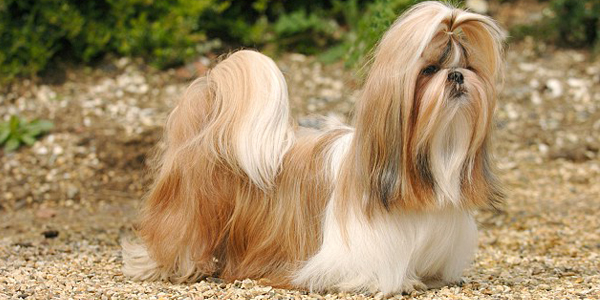 Shih Tzu Dog Breed Information Price Images Dogexpress