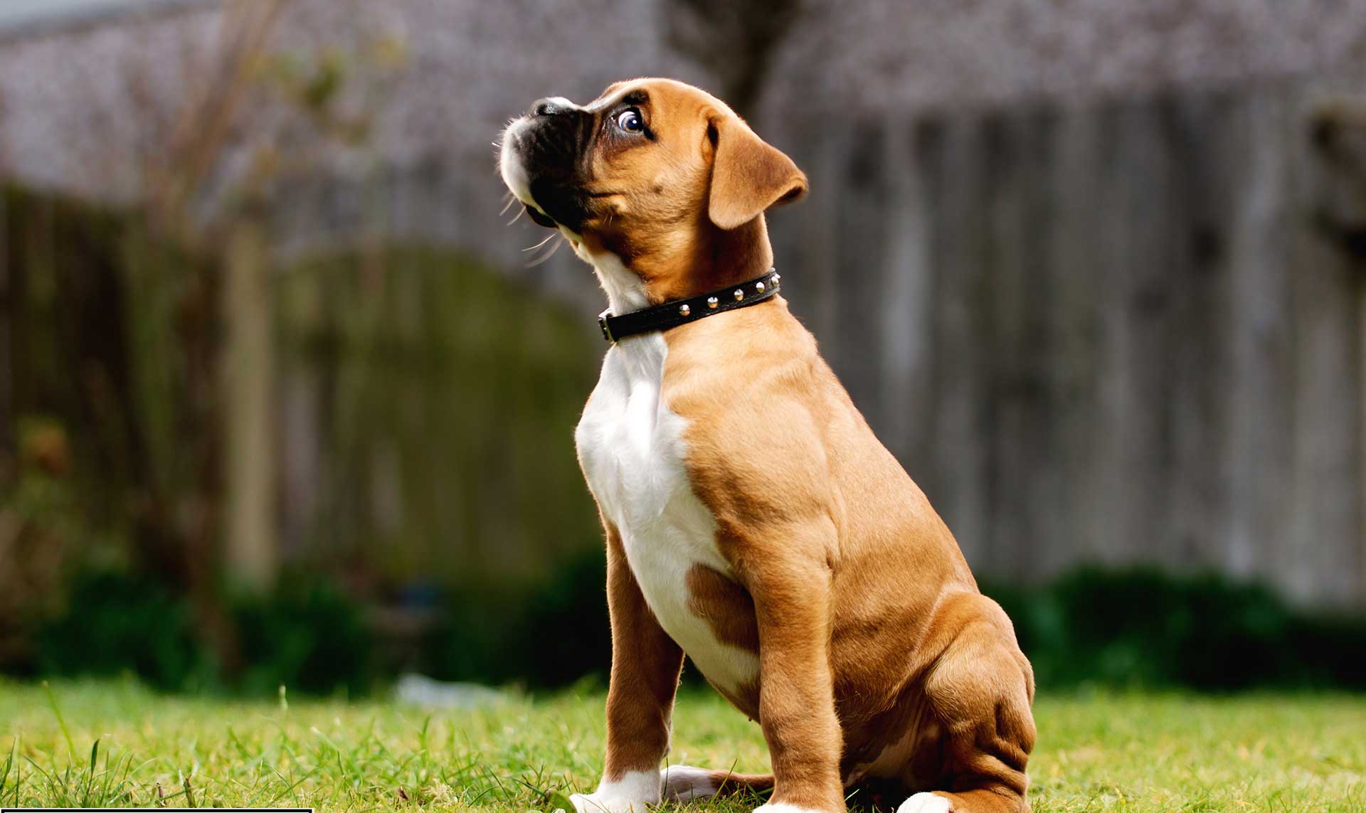 Boxer Dog Breed, Information, Training, Images 