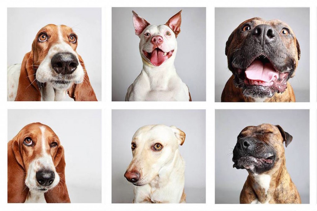 funny faces-dogs