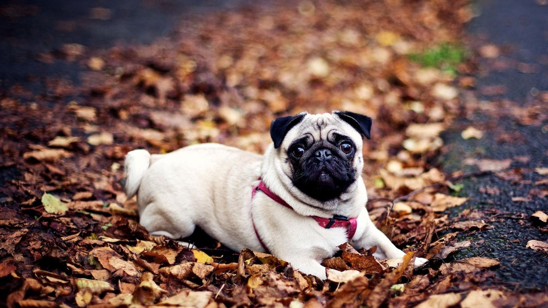 Pug Dog Information, Temperament , Images | DogExpress