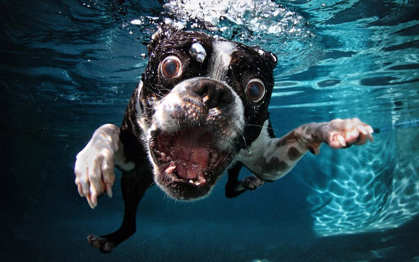 underwater dog moments | Trending Reader