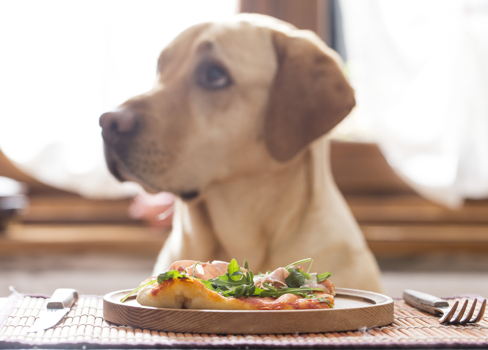 dog-eating-good-food