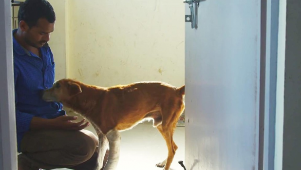 Balu And Homeless Dog