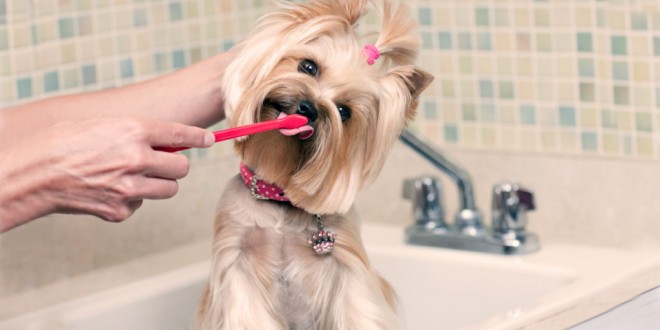 Dog Teeth Cleaning Tips