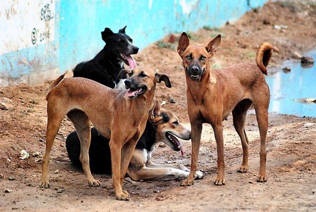 Kerala stray dogs