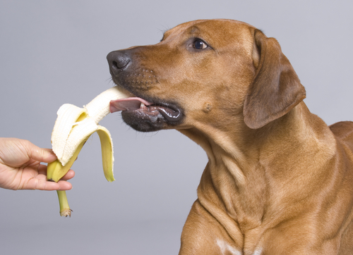 banana eating dog