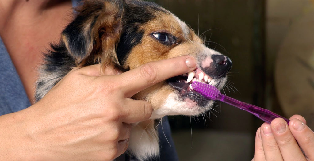 Dog teeth cleaning 1