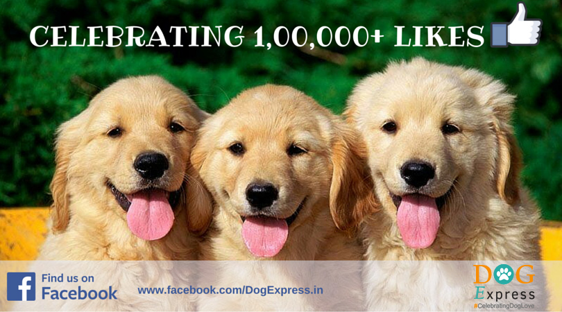 DogExpress Celebrating 1,00,000+ Likes on Facebook