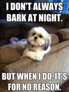 Funny Dog Memes 10