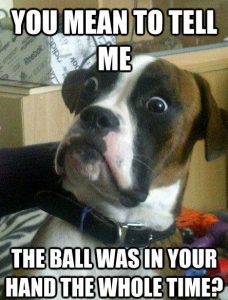 Funny Dog Memes 7