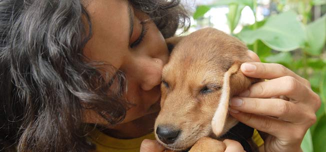 Why You Should Adopt A Stray Dog? | DogExpress
