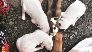 7 puppies rescued