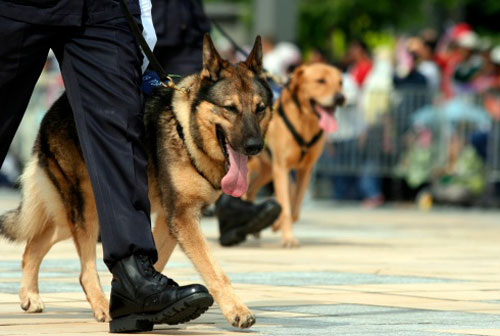 Indian sniffer dogs 2