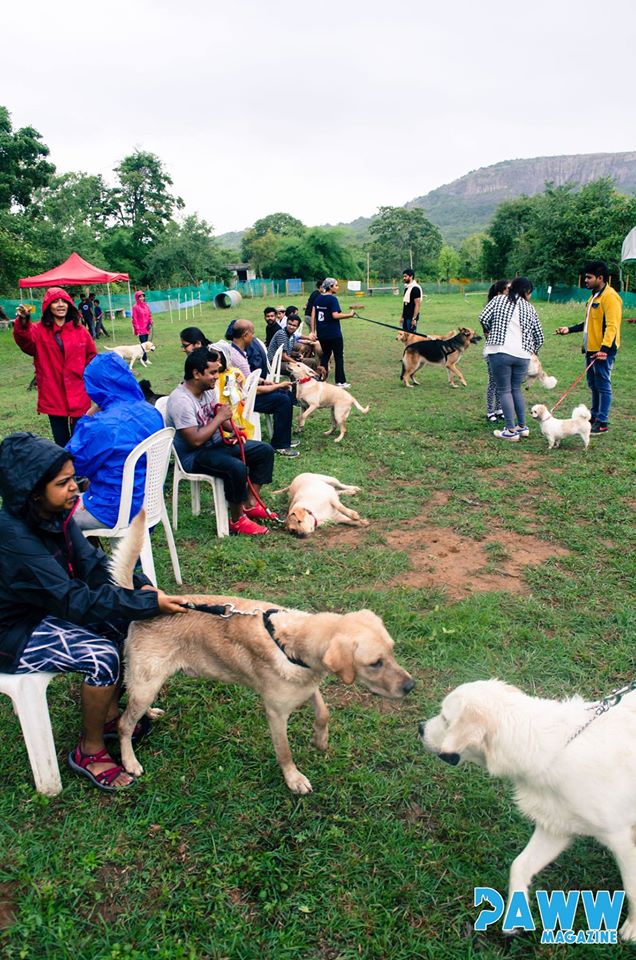 Rain or Shine Party with dogs 2