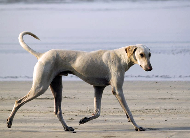 Rampur Hound Indian Breeds of Dogs