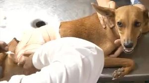 Chennai Dog Torture Case 2