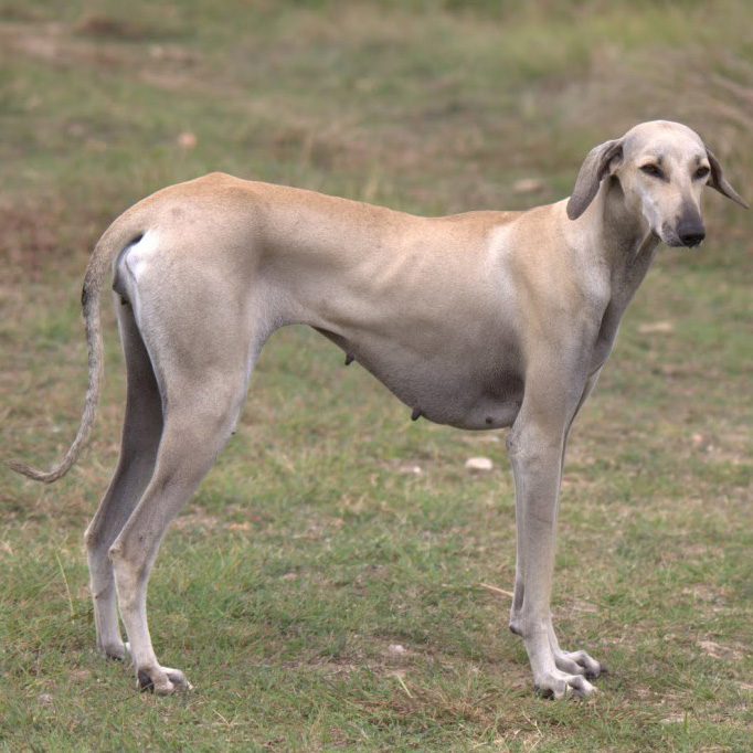 Chippiparai Indian Dog Breeds Photo Information