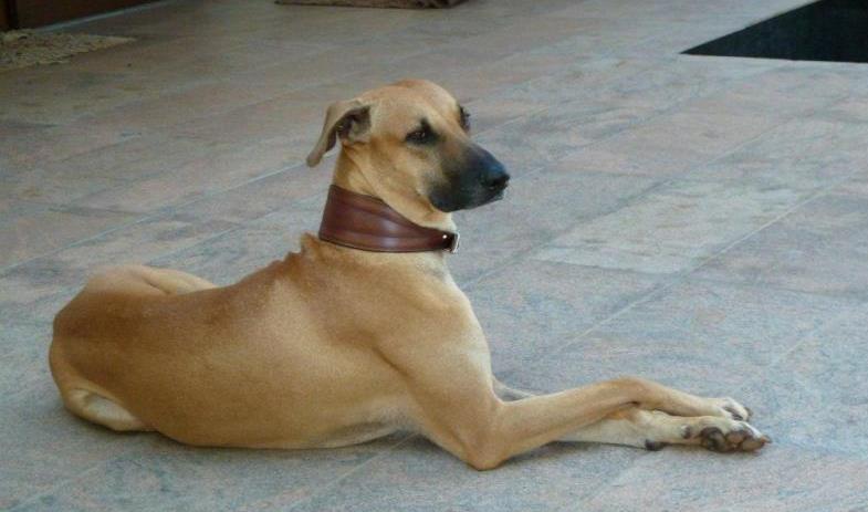 Giống chó Ấn Độ Kombai