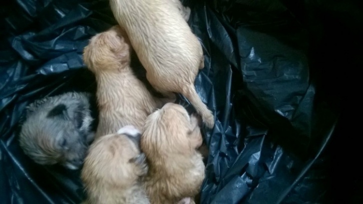 New Born Puppies 